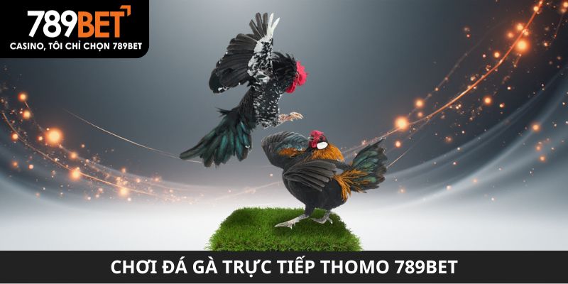 Chơi đá gà trực tiếp Thomo 789BET